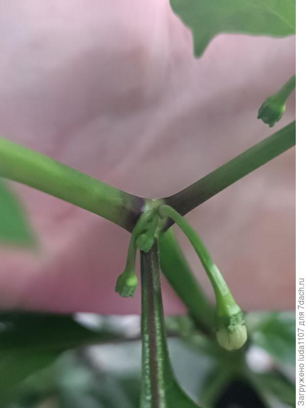 самый большой и развитый цветок который скоро начнёт цвести (находиться почти на самой макушке)