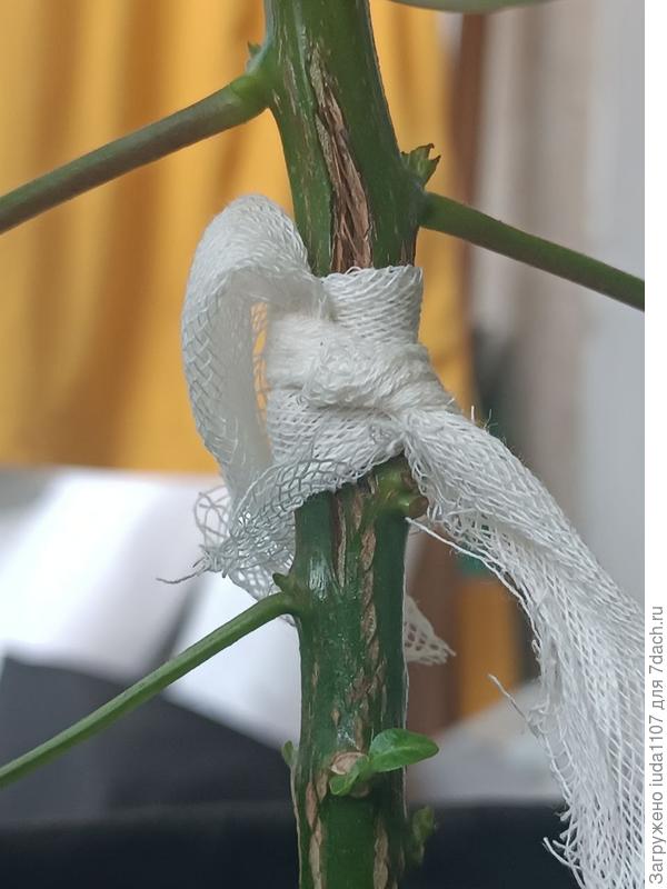 Спустя 7 дней