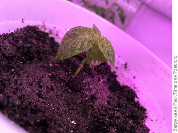 7 Пот шоколад