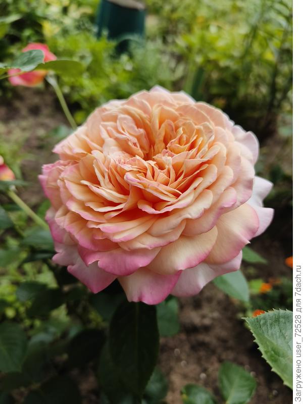 Добрый день! Прошу помочь определить сорт розы.Она у меня первогодка. Цветок крупный,не меньше 10см. Склоняюсь к тому что это флорибунда. На одном побеге 5 бутонов. Но есть один побег с одним цветоносом как у чайной. Бутоны в закрытом состоянии красные, при раскрытии, цветок внутри абрикосового цвета, с наружи лепестки слегка розоватые, на фото цветку 2й день, края стали ярко-выражено розовые. Хотя сразу были нежно-персикового оттенка.  Аромат слабый, слегка уловимый.