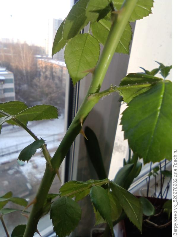 Паутинку не обнаружила. Для меня это похоже на какие то кристаллики, как на бальзамине бывают, только сглаженные.