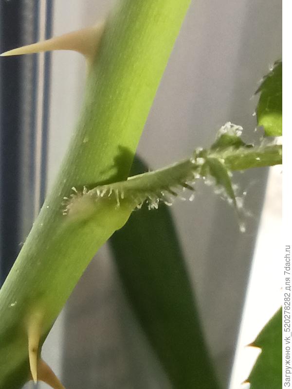 Здравствуйте. Вот так выглядит на удалении и мне кажется листики как то заворачиваются внутрь(