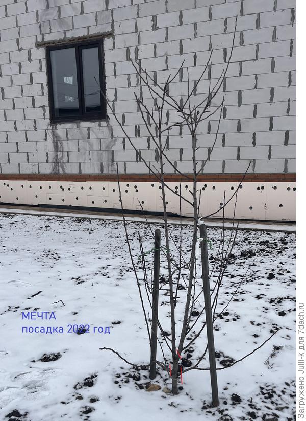 Яблоня Мечта (посадка лето 2022 года)