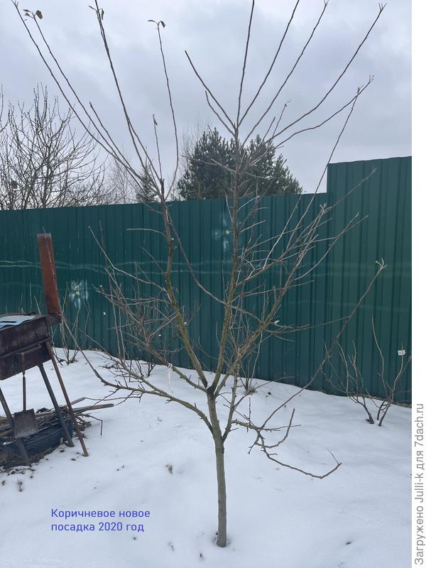 Яблоня Коричневое новое (посадка лето 2020 года)