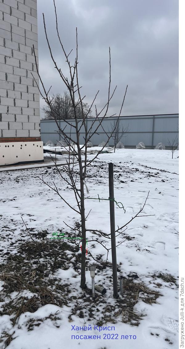 Яблоня Ханей Крисп (посадка 2022 год лето)