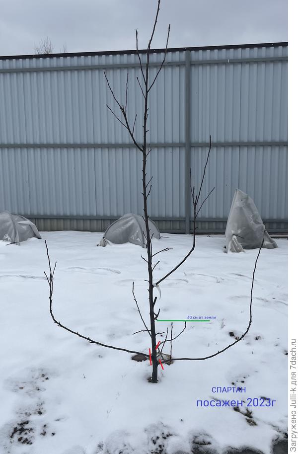 Яблоня Спартан (посадка 2023 год)