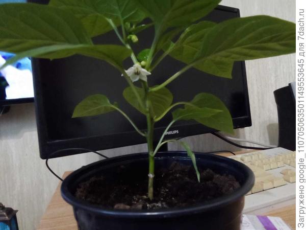 первый цветок