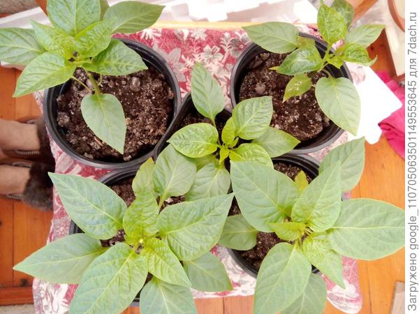 Перцы и перекись водорода