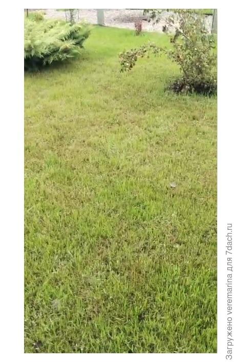 газон