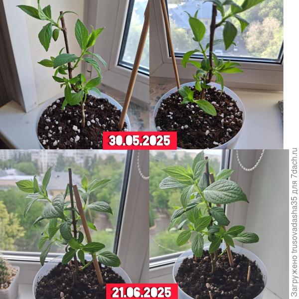 Вот такая пышная стала, много новых листиков.