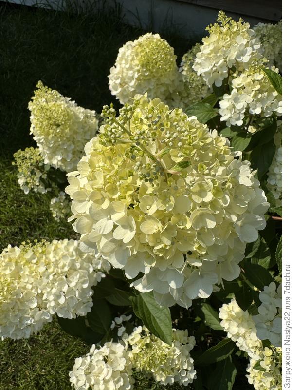 Гортензия метельчатая