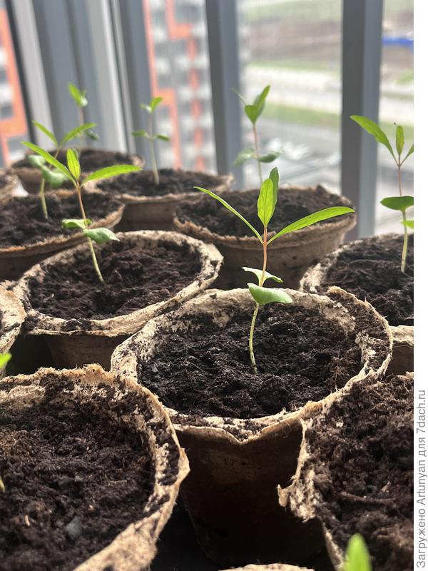Вот так покраснели все росточки, что на лоджии
