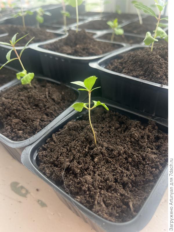 Вот так темнеет. Есть стебельки, которые ещё больше потемнели