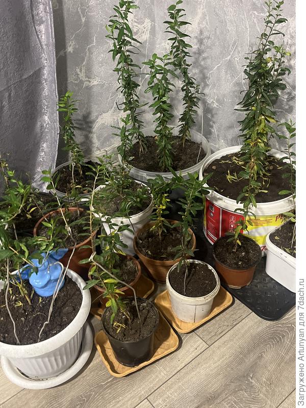 Рассада граната. Листья пожелтели не у всех