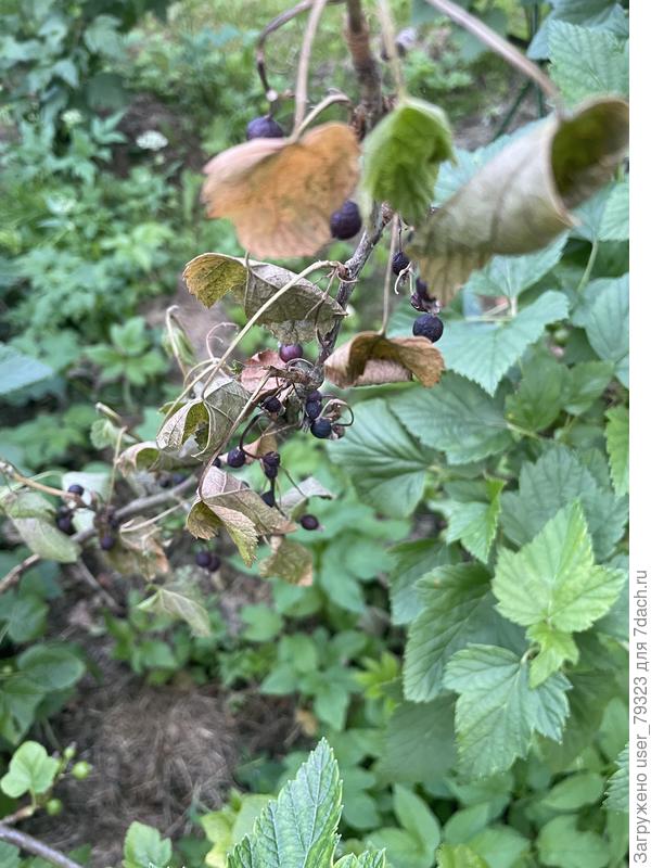 Больная и мертвая ветка