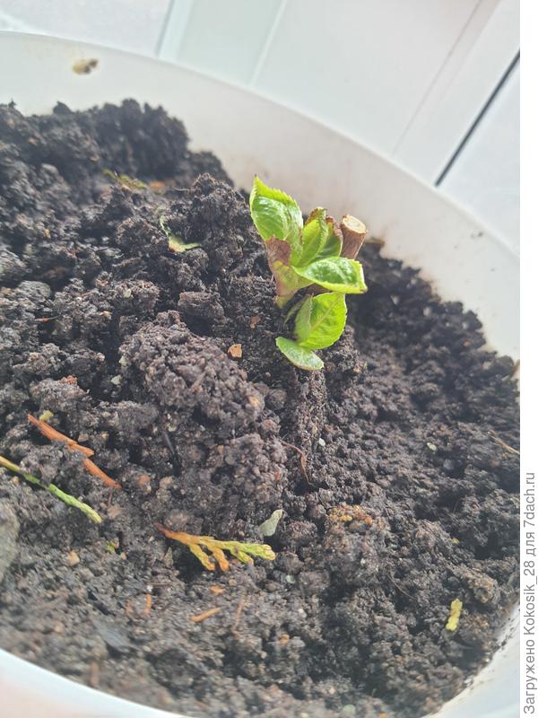 Побеги гортензии анабель