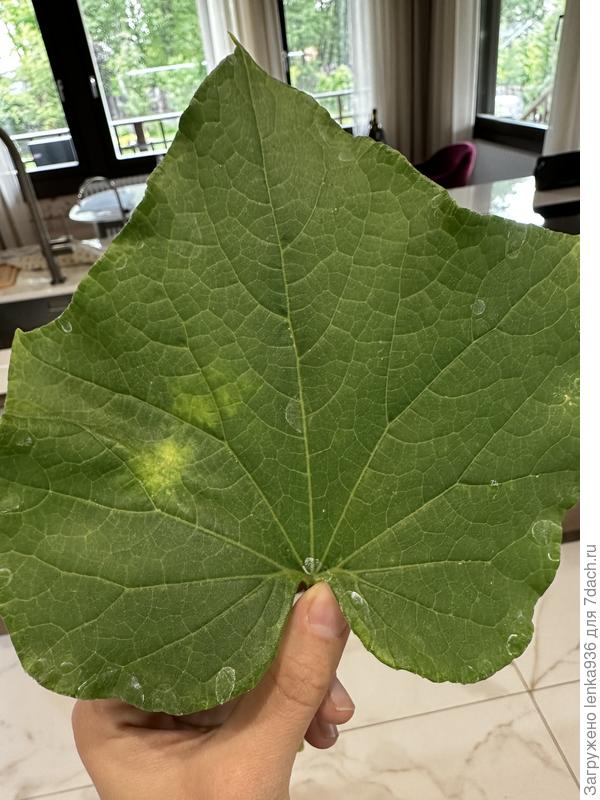 Огурец бакинский