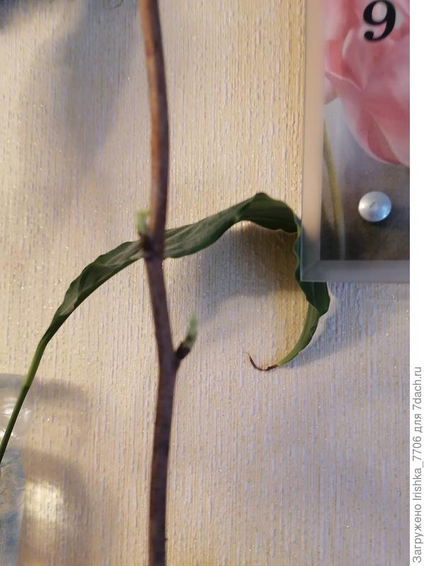 И тут тоже почечки проклюнулись...