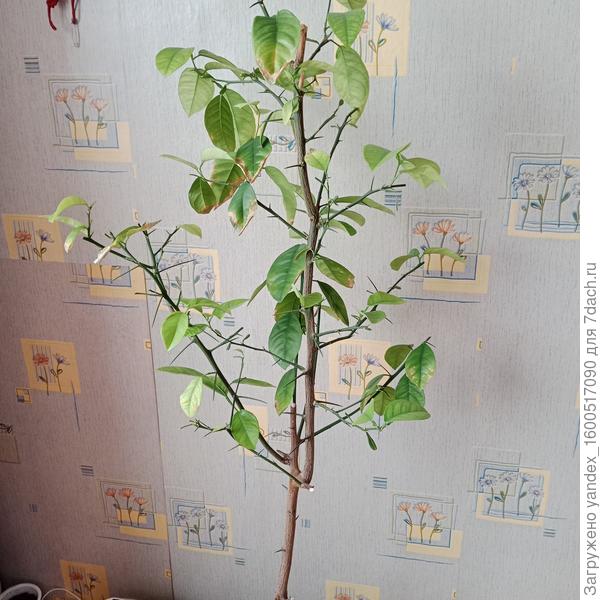 Апельсин после пересадки