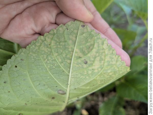 Вирус крупнолистной гортензии или ?