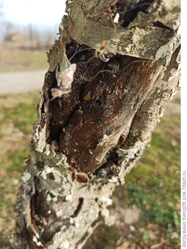 Ствол персика в марте