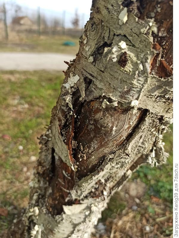 Еще одна рана