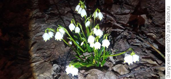 Неожиданно! Один маленький кустик, а такой дружный