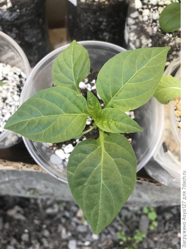 Нормальный перец