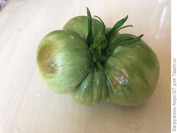 Томат с пятном