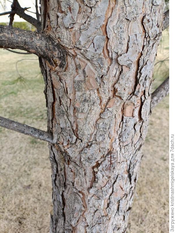 ствол дерева