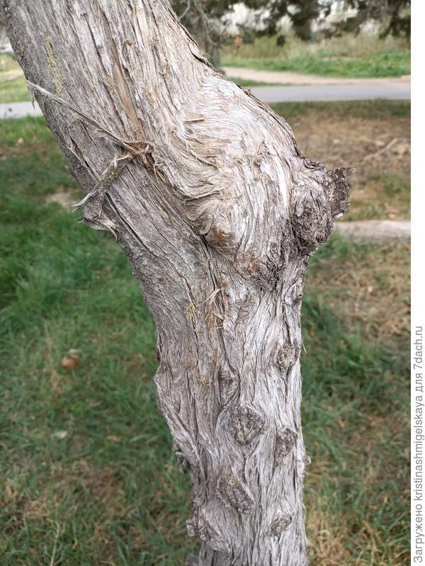 ствол дерева