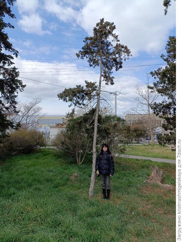 Дерево в полную величину