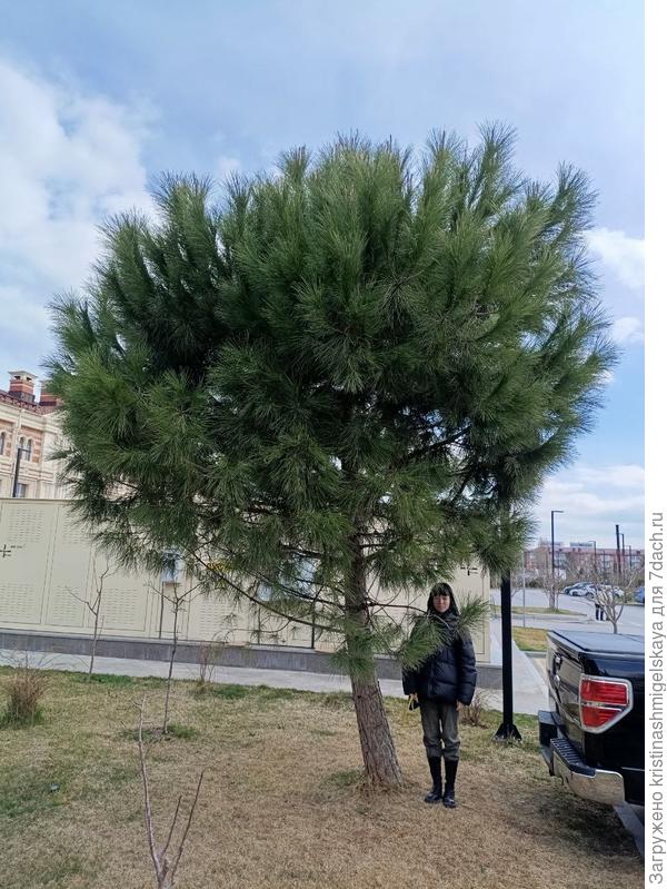 Дерево в полную величину