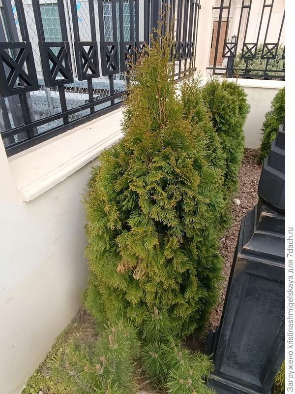 в полный рост