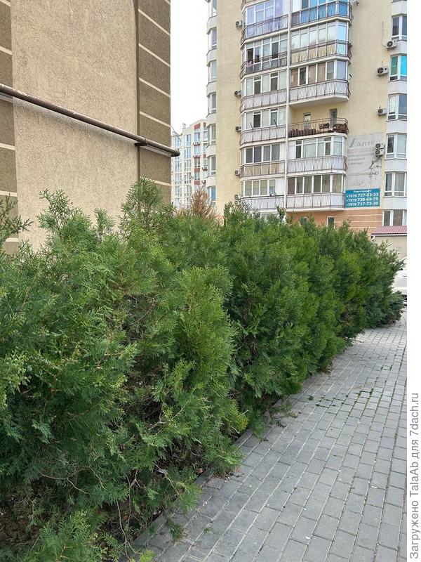 живая изгородь, хвойное, дерево