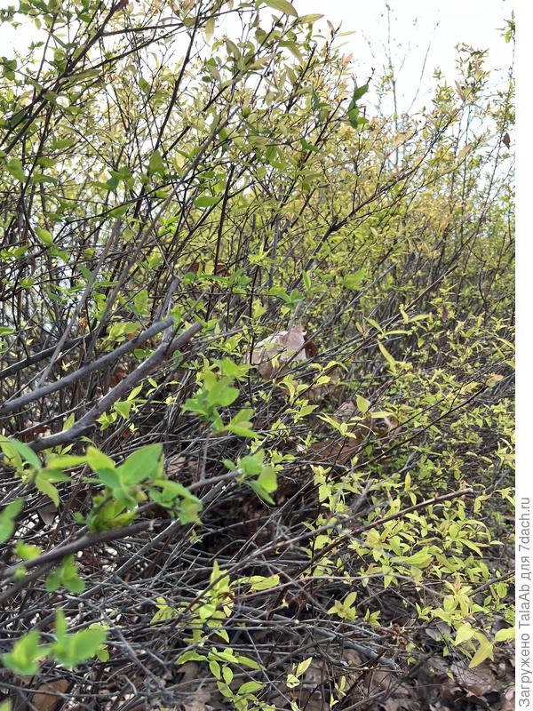 листья, ветки