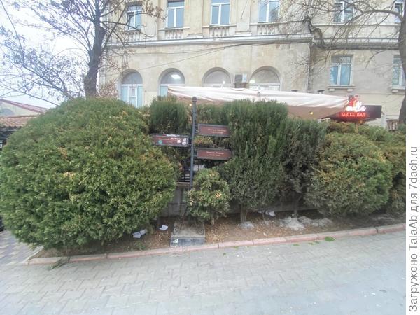 растение, живая изгородь