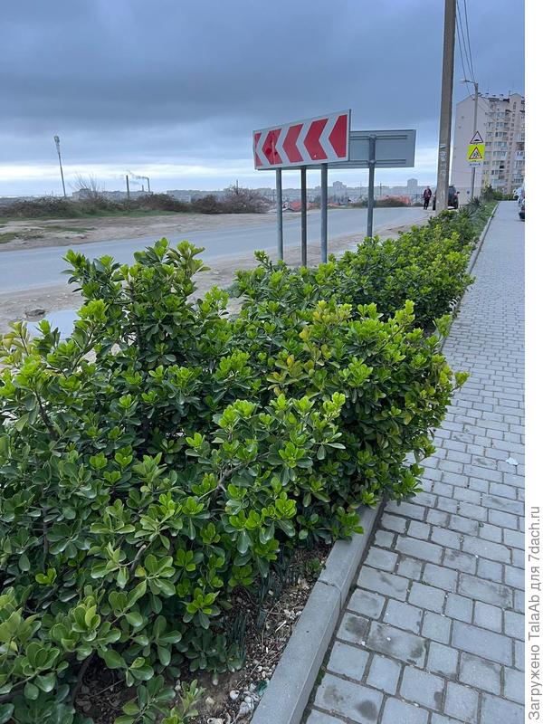 общий вид изгороди 1