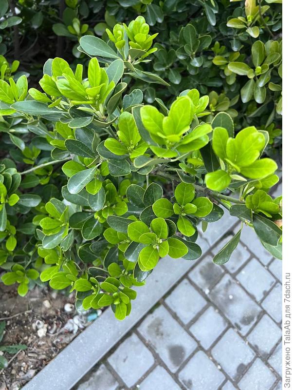 приближенно изгородь 1