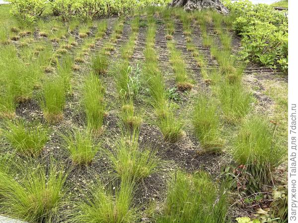 неизвестное растение