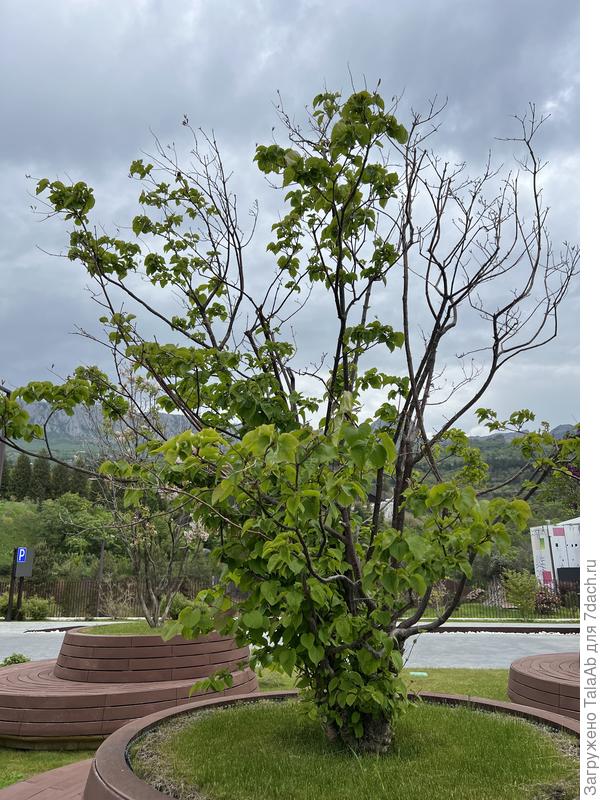 неизвестное растение