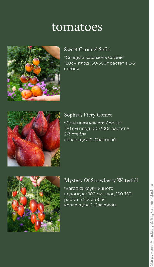 сорта коллекционных томатов