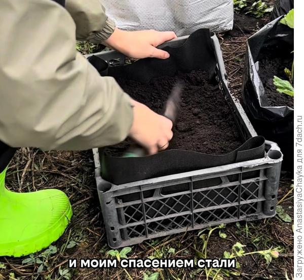 мини-грядка в ящике из-под фруктов