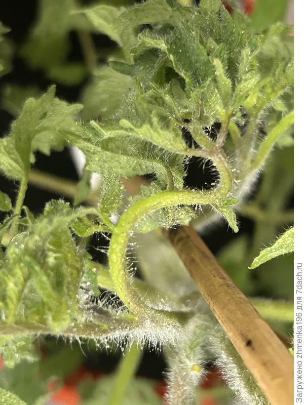 Скрученный стебель на верхушке томата