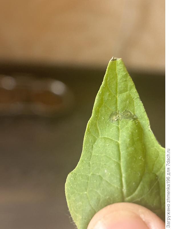 Лист томата