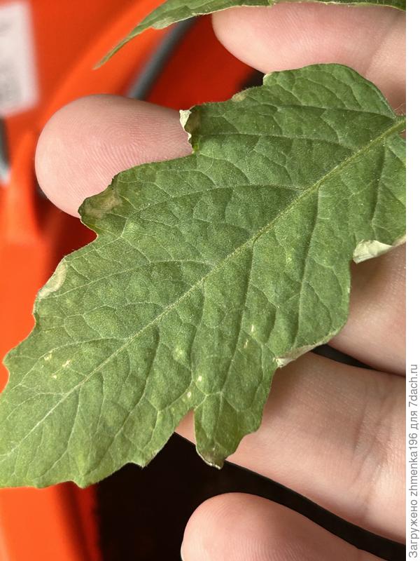 Сохнет лист томата