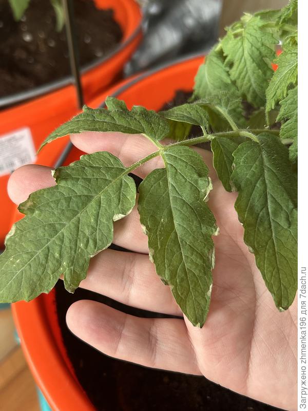 Сохнут края листьев к томата