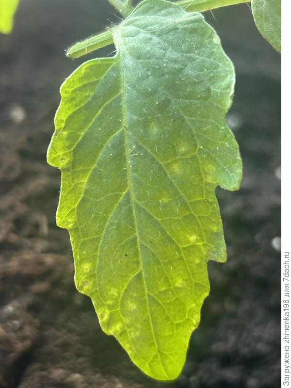 Лист томата