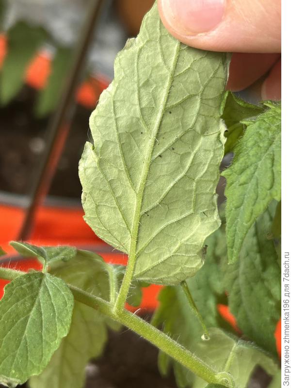 Лист томата