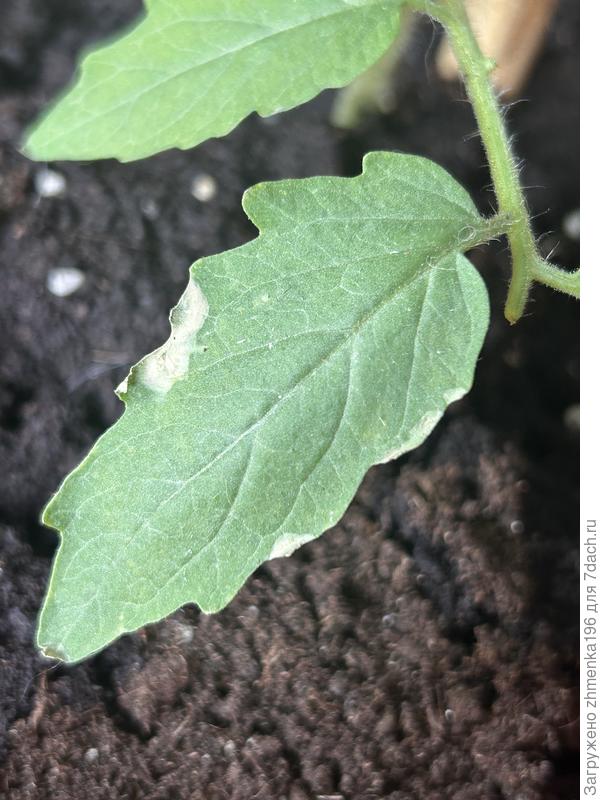 Белые пятна на листе томата